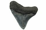 Serrated, Juvenile Megalodon Tooth - South Carolina #340482-1